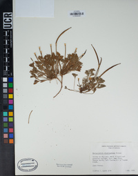 Eschscholzia rhombipetala image
