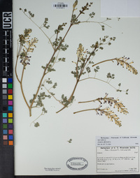 Fumaria officinalis image