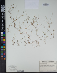 Meconella denticulata image