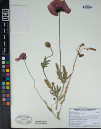 Papaver rhoeas image