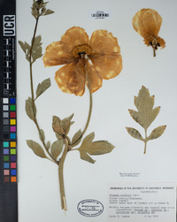 Romneya coulteri image