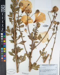 Romneya coulteri image