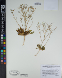 Aliciella leptomeria image