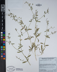 Allophyllum divaricatum image