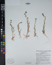 Allophyllum gilioides subsp. gilioides image