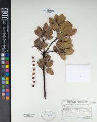 Arctostaphylos glandulosa subsp. cushingiana image