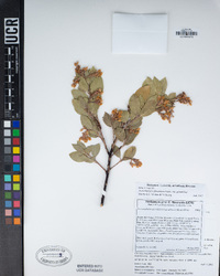 Arctostaphylos glandulosa subsp. glandulosa image