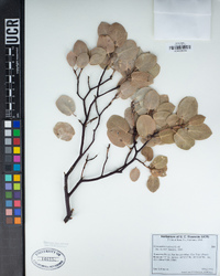 Arctostaphylos glauca image