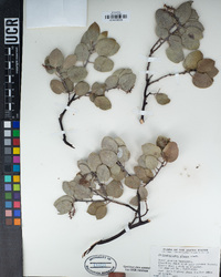 Arctostaphylos glauca image