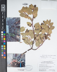 Arctostaphylos glauca image