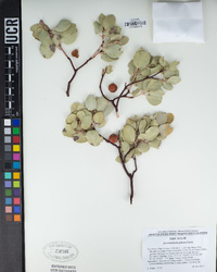 Arctostaphylos glauca image