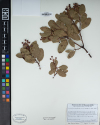 Arctostaphylos mewukka subsp. truei image