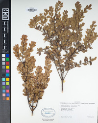 Arctostaphylos nummularia image