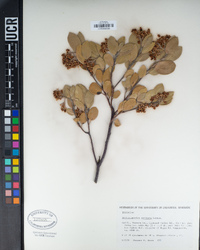 Arctostaphylos parryana subsp. parryana image