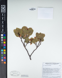 Arctostaphylos patula image