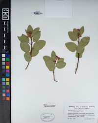 Arctostaphylos patula image