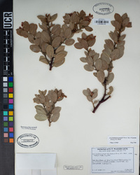 Arctostaphylos pringlei subsp. drupacea image