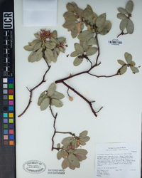 Arctostaphylos pringlei image