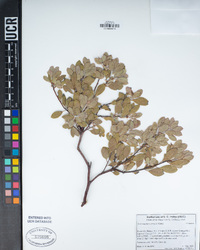 Arctostaphylos glandulosa subsp. cushingiana image