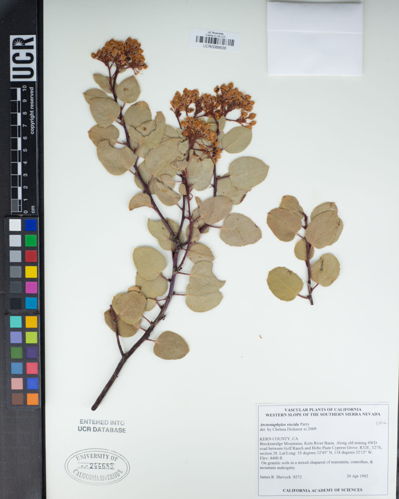 Arctostaphylos viscida subsp. viscida image