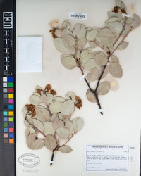 Arctostaphylos viscida image