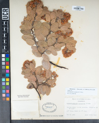 Arctostaphylos catalinae image