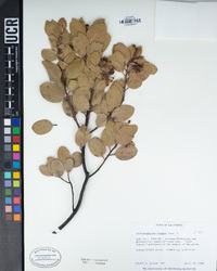 Arctostaphylos manzanita subsp. elegans image