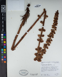 Pterospora andromedea image