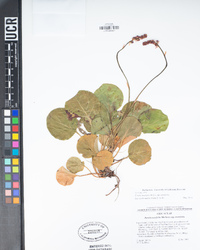 Pyrola asarifolia image