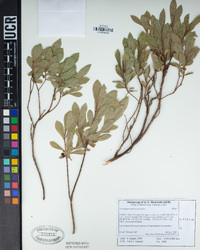 Vaccinium cespitosum image