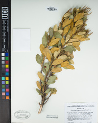 Chrysolepis sempervirens image