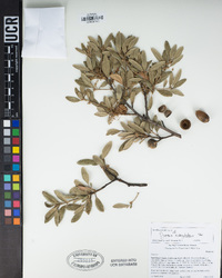 Quercus X acutidens image