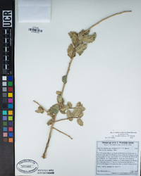 Quercus agrifolia var. oxyadenia image