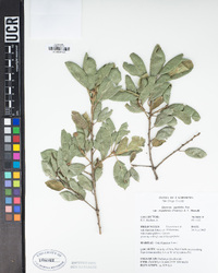 Quercus agrifolia var. oxyadenia image