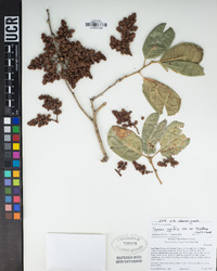 Quercus agrifolia var. oxyadenia image