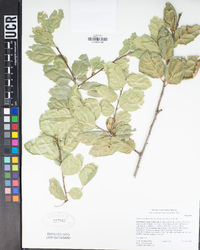 Quercus agrifolia var. oxyadenia image