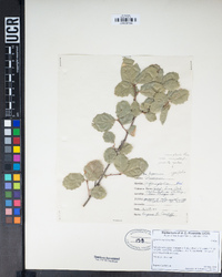 Quercus agrifolia image