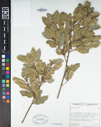 Quercus agrifolia image