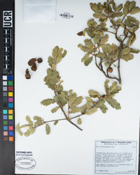 Quercus berberidifolia image