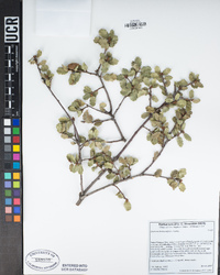 Quercus berberidifolia image