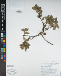 Quercus berberidifolia image