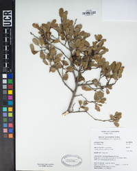 Quercus berberidifolia image