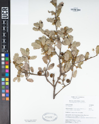 Quercus berberidifolia image