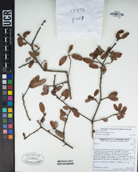 Quercus berberidifolia image