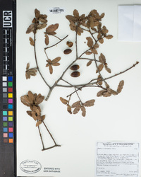 Quercus berberidifolia image