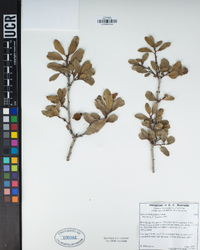 Quercus berberidifolia image