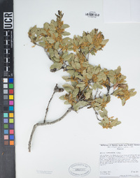 Quercus berberidifolia image