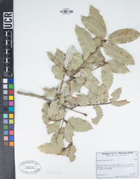 Quercus chrysolepis image