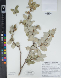 Quercus chrysolepis image