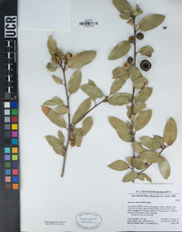 Quercus chrysolepis image